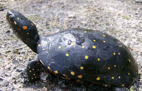 spotted turtle