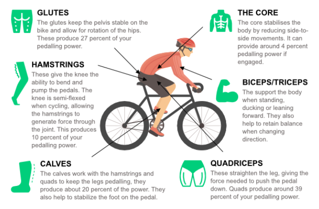 Building muscle through mountain biking is possible as all major muscle groups are engaged during the activity. 