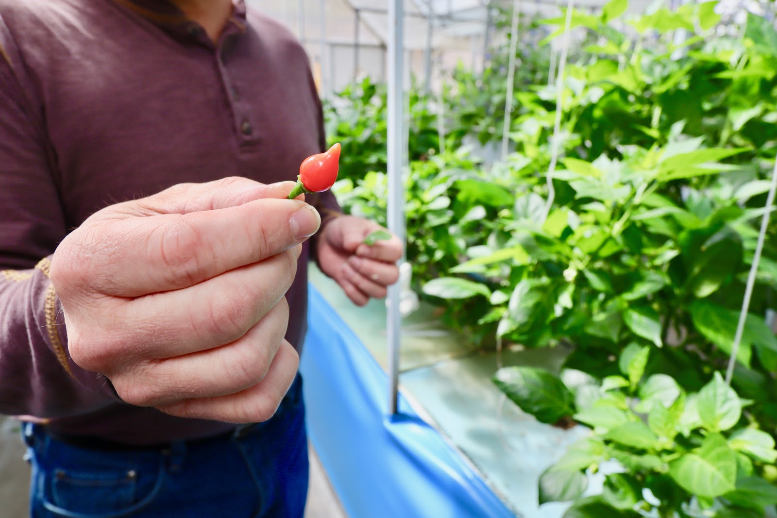 "Little Beak" peppers native to the Amazon grow in the Southern Organics greenhouse. (Photo by Christine Hull for Bham Now)﻿