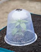 Cloche
