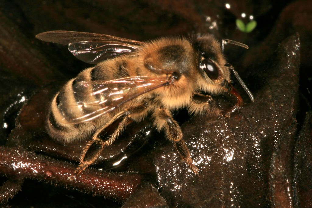 Среднерусская пчела. Пчела Карника. Среднерусская медоносная пчела.