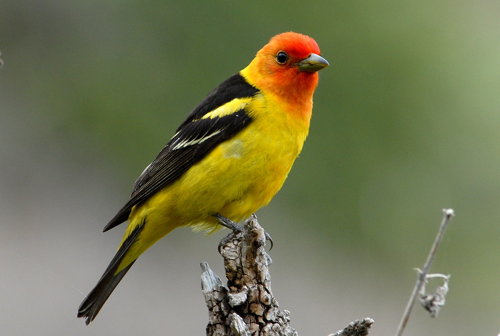 image of a western tanager