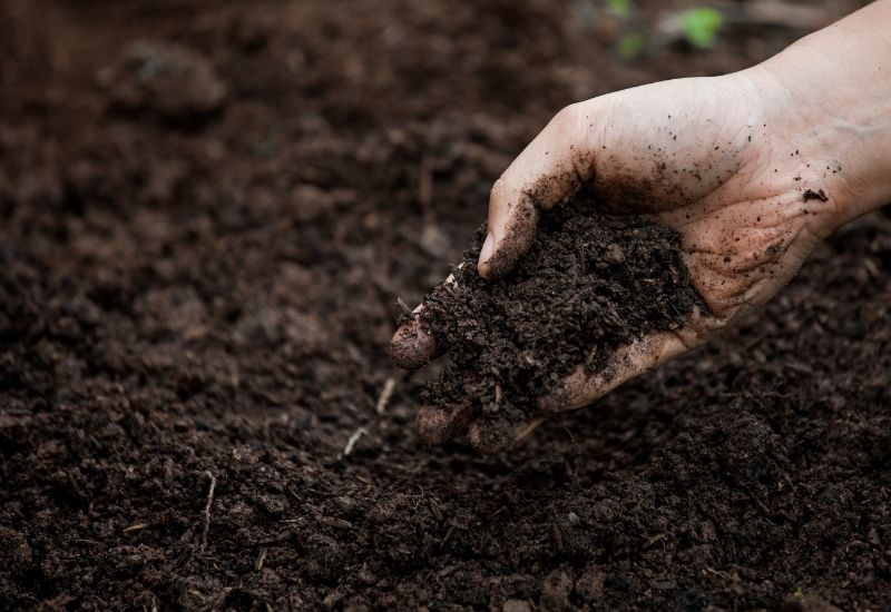 Test The Acidity of Soil