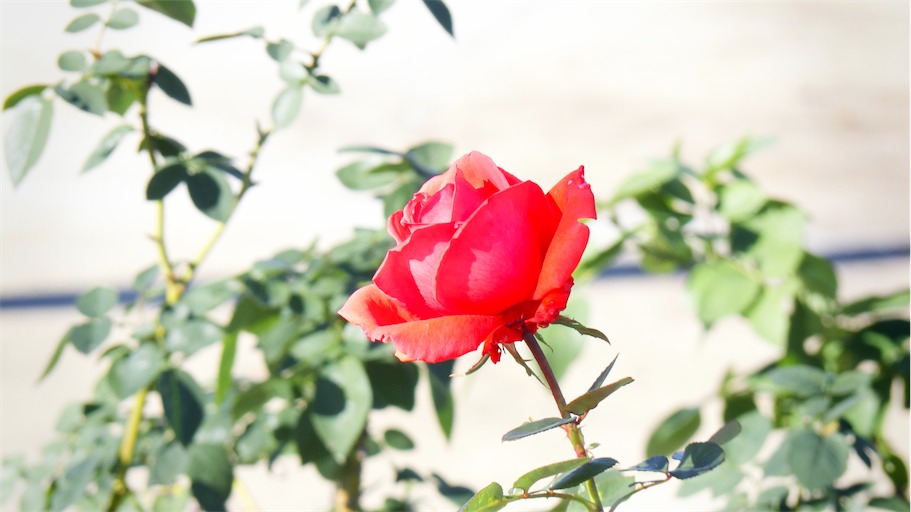 Sunny Red Rose.jpg