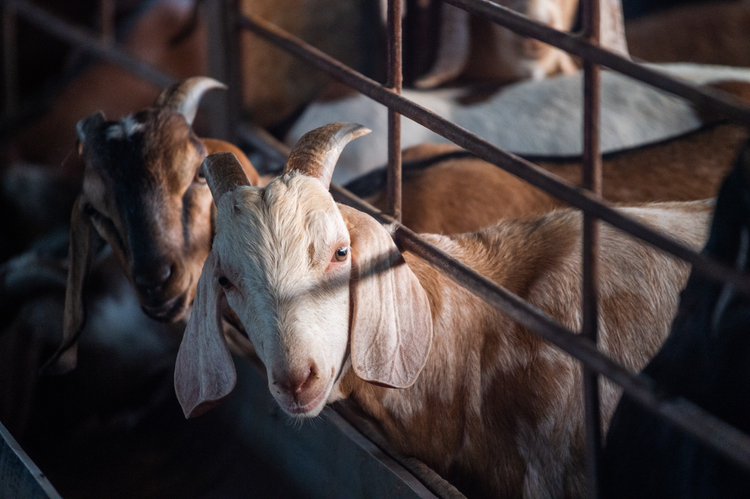 Intensive goat farming. Taiwan, 2019.