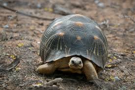 Image result for tortoise