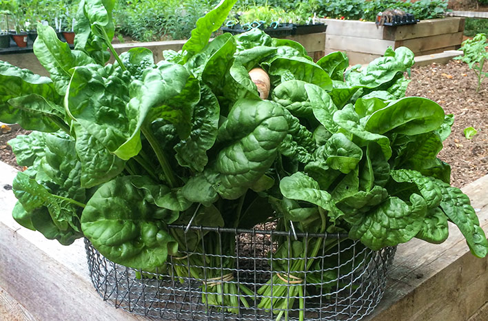 Spinach