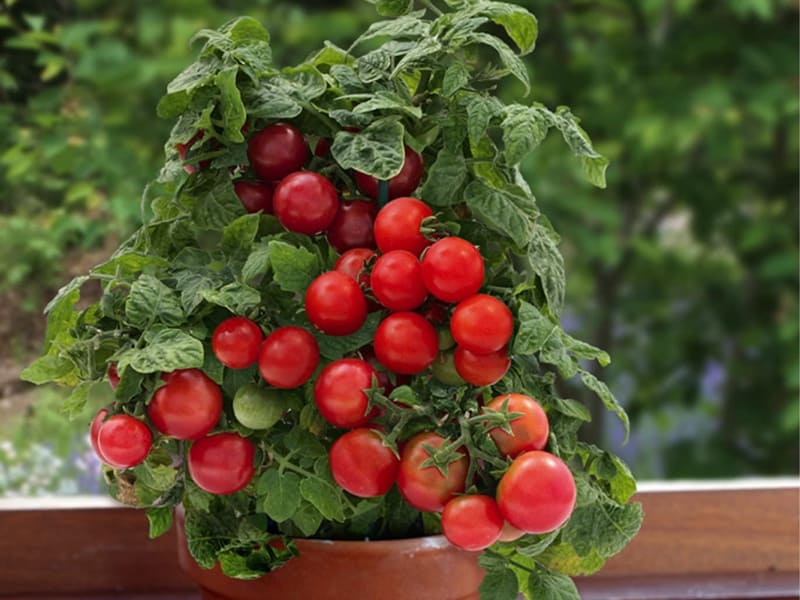 What are determinate tomatoes