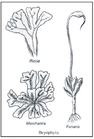 Diversity,in,living,organisms,9th,Class,Science,Cbse,ncert