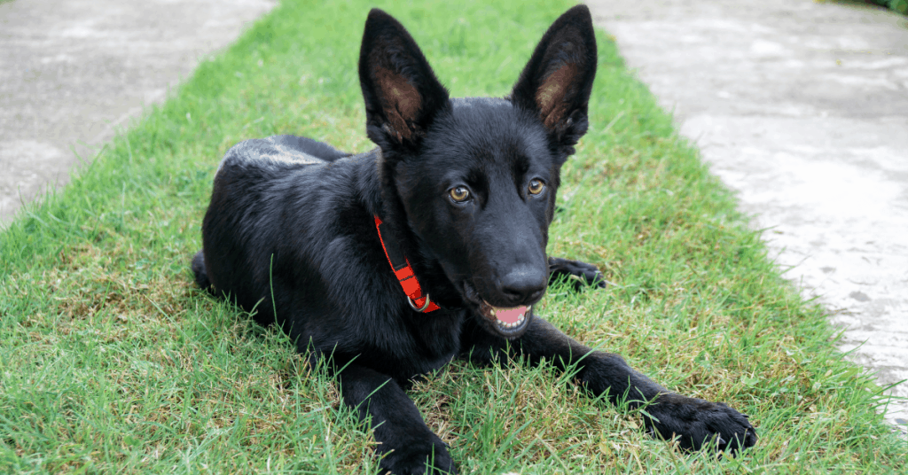 black german shepherd puppy