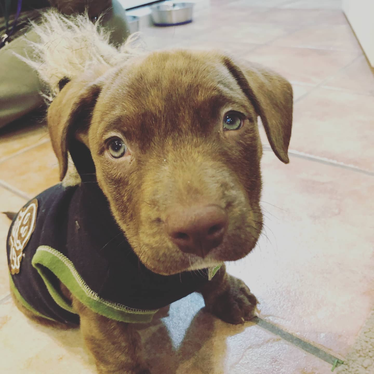 Moose - Corgi mix with Pitbull