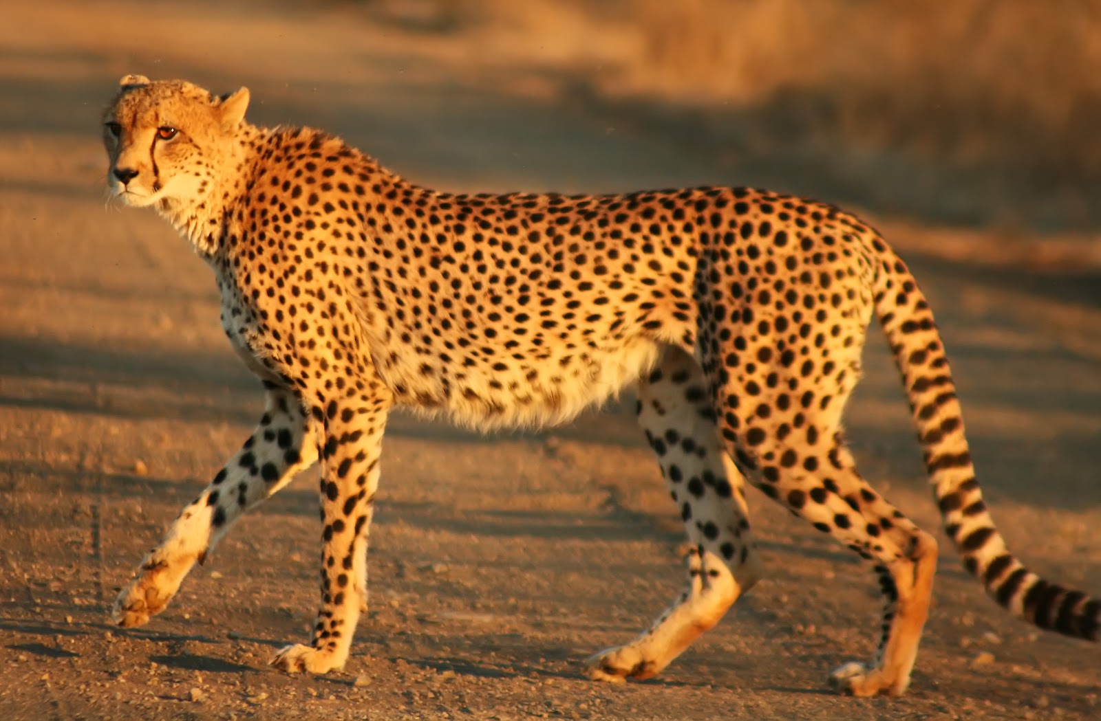 Image result for Cheetah
