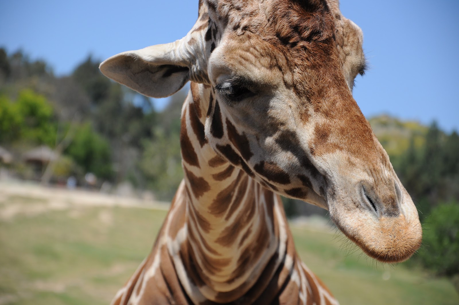 Giraffe at LA Zoo Top 3 Weekend Trips from Los Angeles