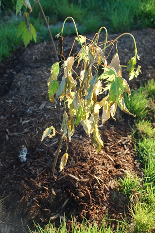 Can plants recover from transplant shock