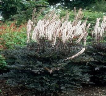 Actaea simplexcBlack Negligee | Plant & Flower Stock Photography: GardenPhotos.com | Plants, Flower stock photography, Shade plants