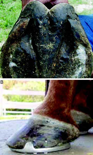 (A) Under-run heels showing damage to the heel base. (B) Lateral view of hoof capsule with under-run heels.