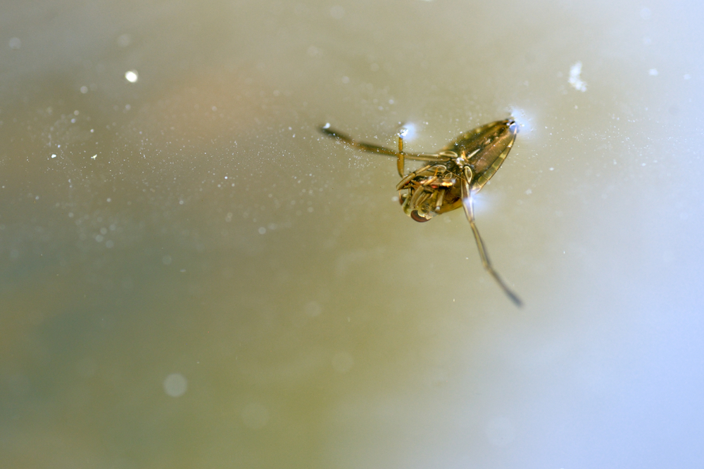 a backswimmer bug swimming in dirty green water