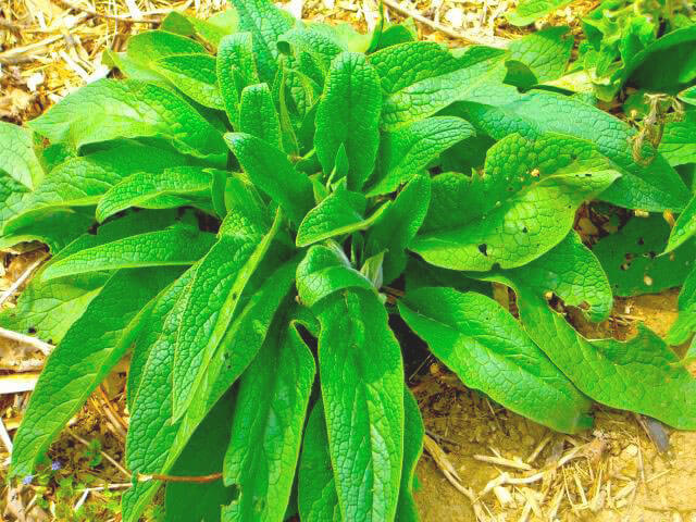 Is comfrey invasive