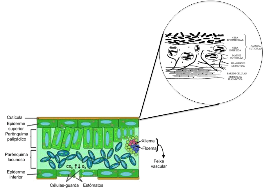 Absorção de Aminoácidos:  Morfologia da folia e composição da cutícula.
(Fonte: adaptado de Silva et al., 2007 e McKenna, 2011) 