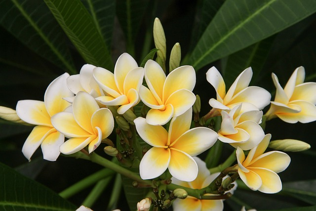Plumeria cutting propagation