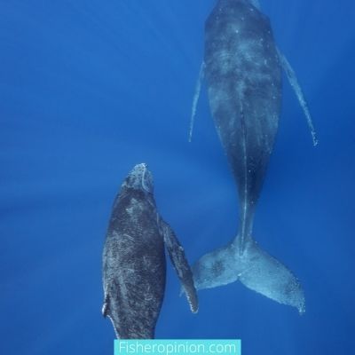 How long do baby whales stay with their mother