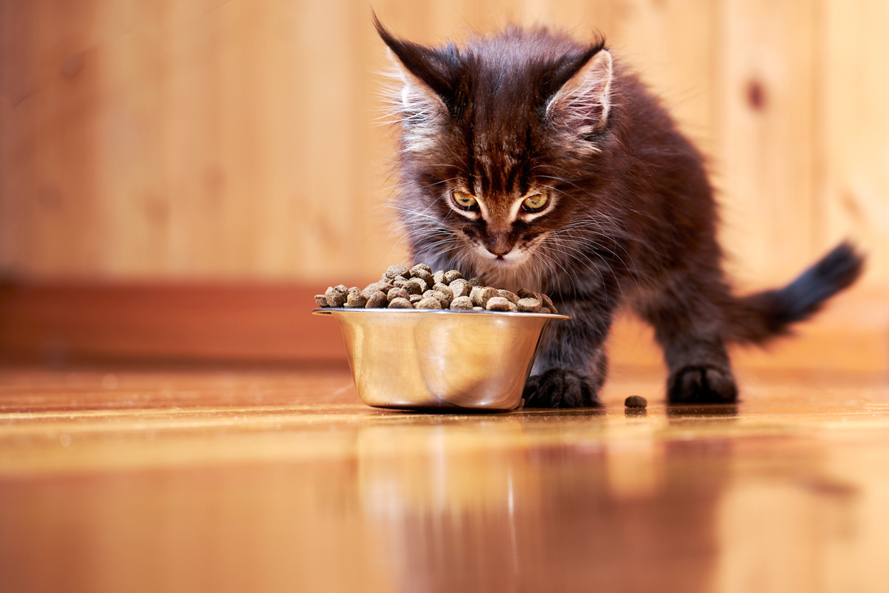 Feeding Your Kitten Dry Food