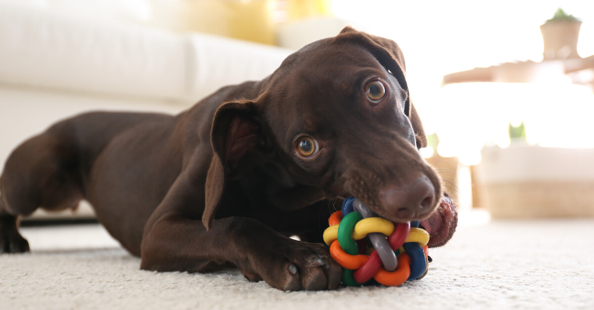 dog chewing on a toy