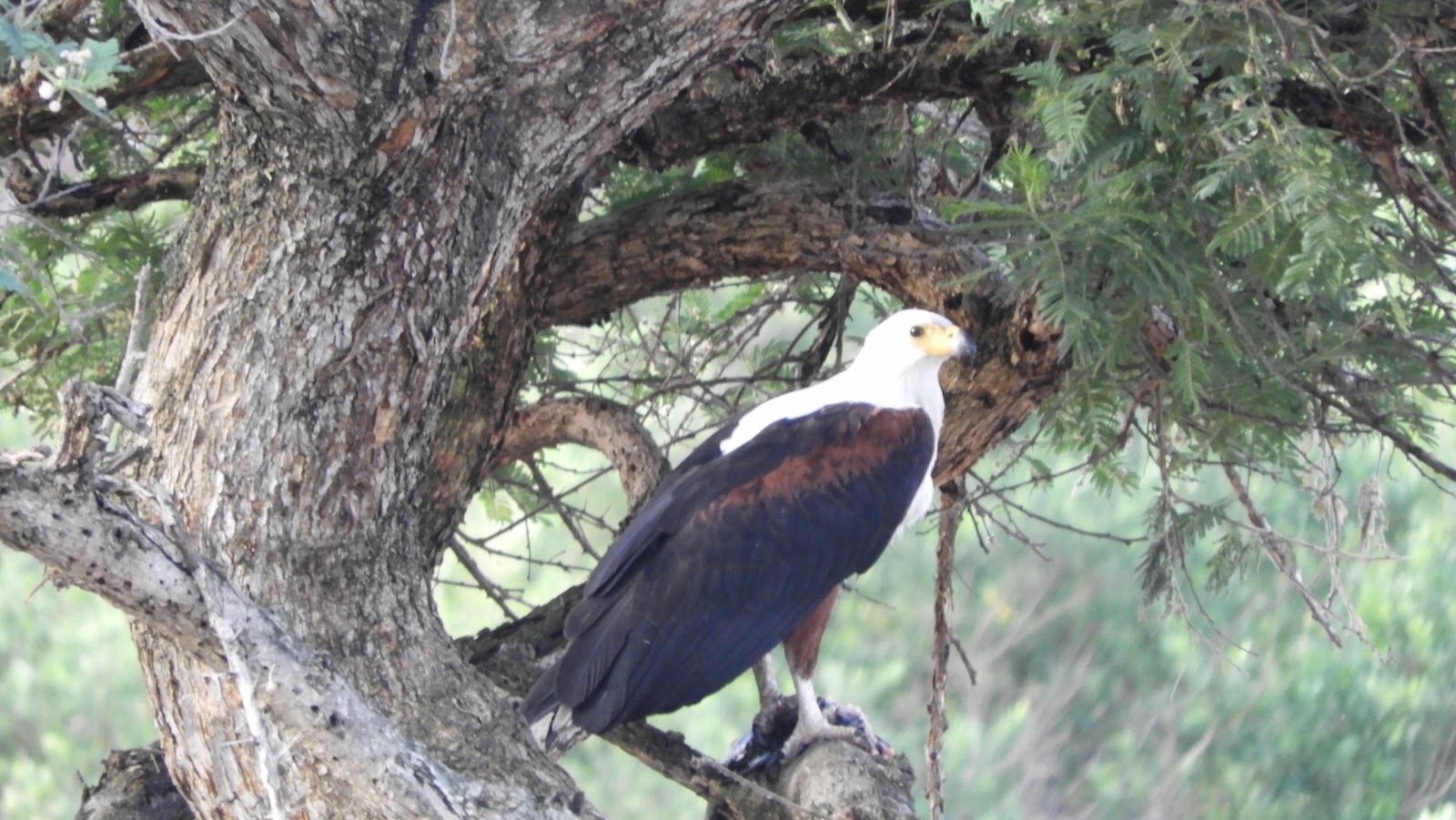 African Fish Eagle