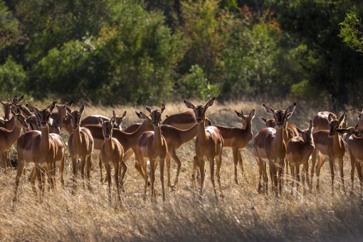 Animais da África do Sul - Bando de antílopes muito comuns no Kruger.