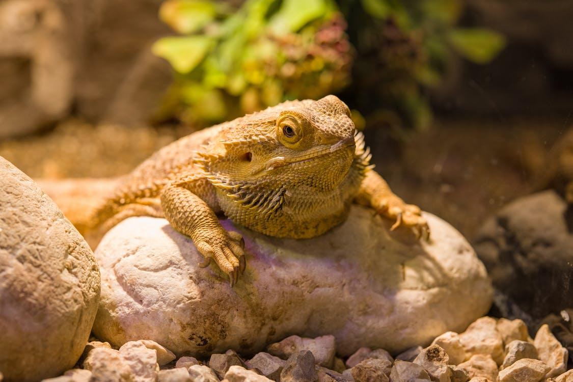 Dunner Brown and Black Bearded Dragon on Brown Rock 