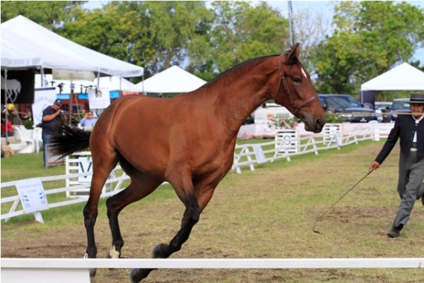 Compiten 180 caballos de raza española de todo Centroamérica NXZCwL0FM3RkYqj4ao2HbLADH4GerWLmeK7mfqcGnV_2OrAOT1u9qAujOfYqlHqOTPRLy7SMvG7Nr6X7Kb1aUBh2Jf0uVYAKPCi-Q8isGp6tYCOEu3tjgmfvyQ