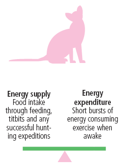 Balance between energy supply and energy expenditure
