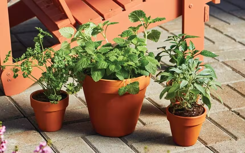 Relocate your tomato plant indoors