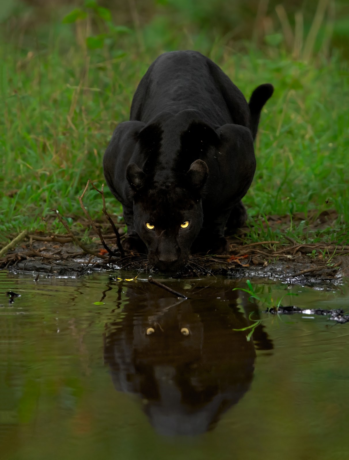 The Real Black Panther An Interview With Wildlife Photographer Mithun H Wildlife Conservation