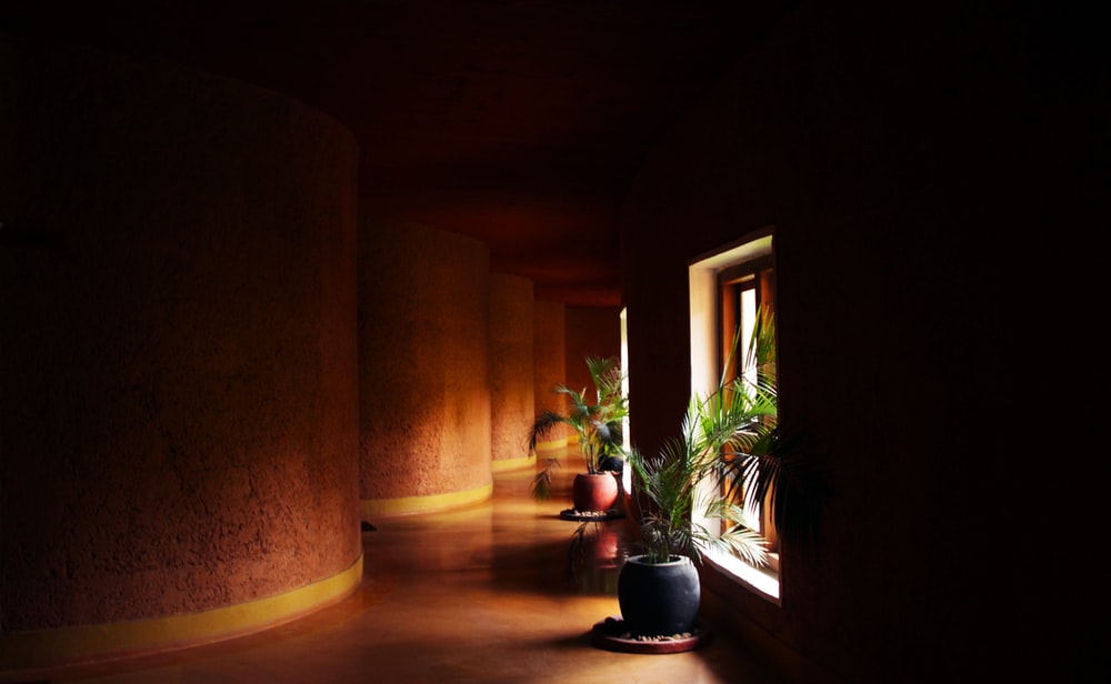 green-leafed plant in vase near window