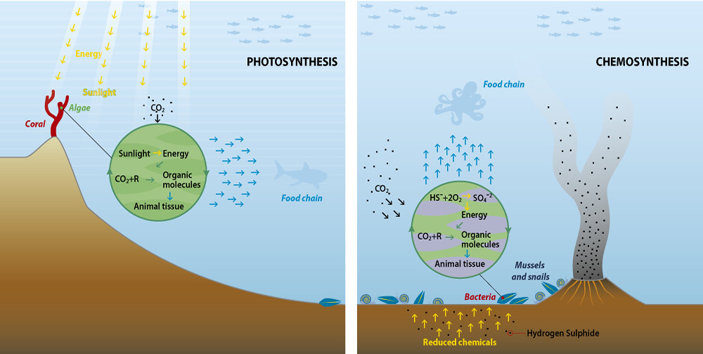 Two panels show a cross section of the ocean. The photosynthesis panel shows energy from sunlight and carbon dioxide from the water going through photosynthesis in the algae of coral. An arrow points from organic molecules as the result of photosynthesis in animal tissues pointing to aquatic food chains. The chemosynthesis panel shows reduced chemicals and hydrogen sulphide coming out of the ocean floor near a hydrothermal vent moving into the water above where it combines with carbon dioxide in the water to make organic molecules in animal tissues in bacteria around mussels and snails. Arrows point from the process of chemosynthesis to the aquatic food chain above.