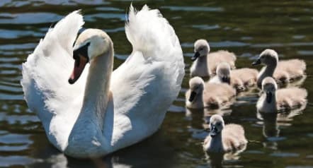 swan and cygnets