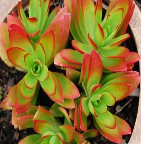 Image result for succulent crassula campfire