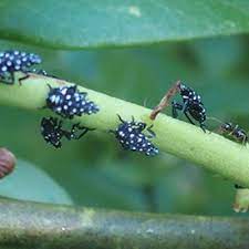 Spotted Lanternfly Biology and Lifecycle | CALS