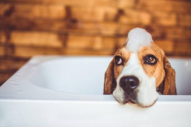 Beagle dog having a bath Beagle dog covered in foam trying to escape the bathtub, while having a bath dog bath stock pictures, royalty-free photos & images