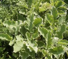 perennial kale