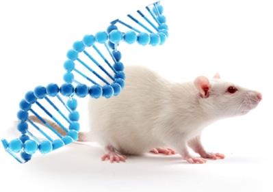 Animal Model Market Statistics 2020, Global Share, Size Estimation, SWOT  Analysis, Animal Model Industry Revenue | Medgadget