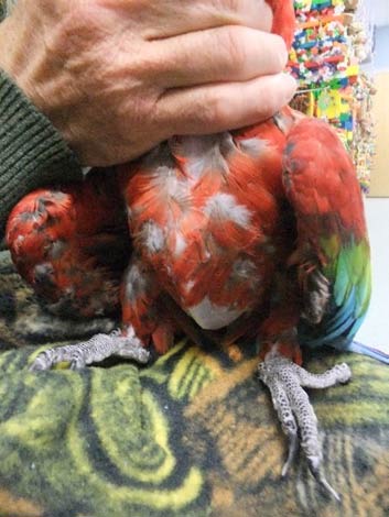 The breast of a 75-year-old scarlet macaw.