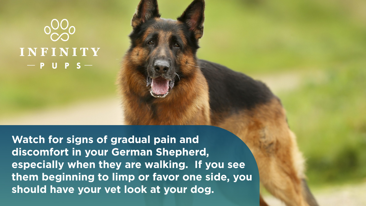 German shepherd dogs