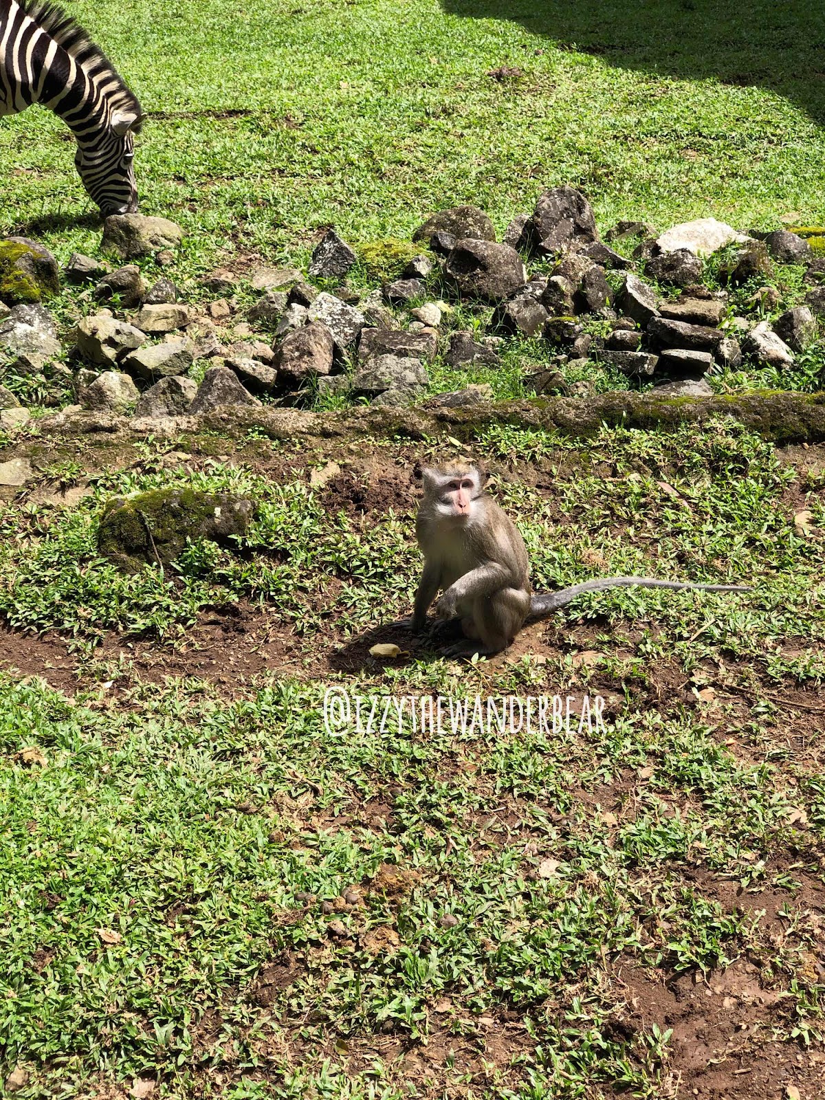 Jalan-jalan di Taman Safari Indonesia selama pandemi 2021