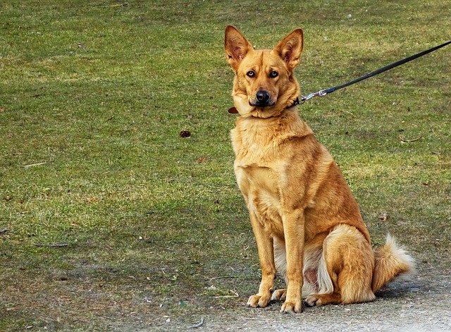 nkCuI52Pk88X9H8h89JABTF6JsJhpuaSeAGsqX Hundeschule Fellnase