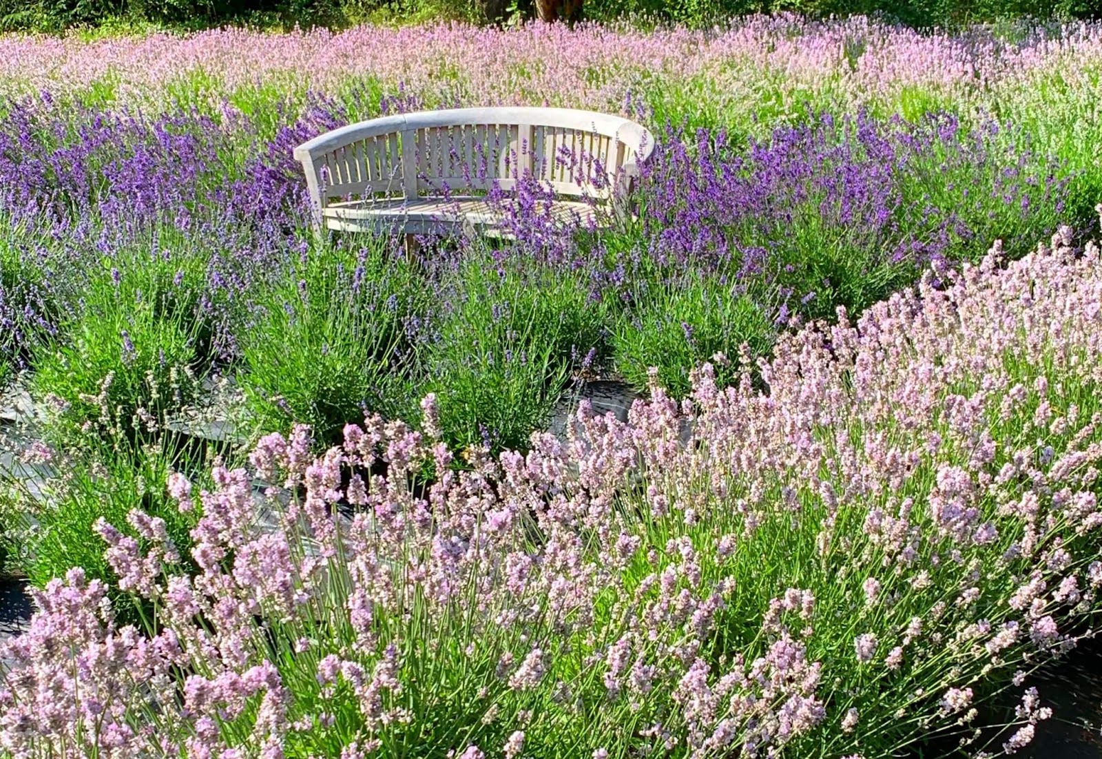 sequim, bench, lavender garden