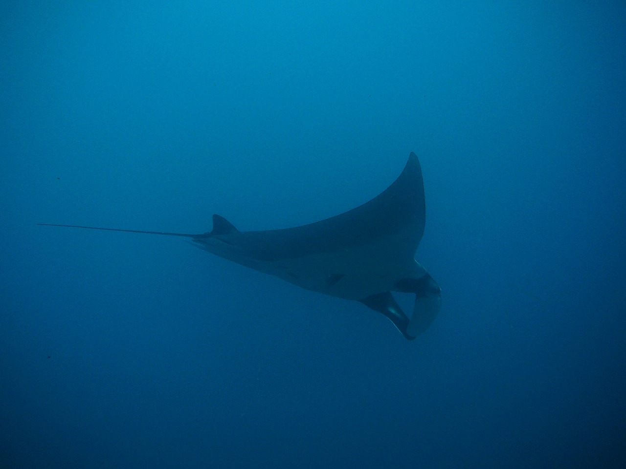 Glimpses of manta rays are one of the great prizes of a dive at the Catalinas Islands