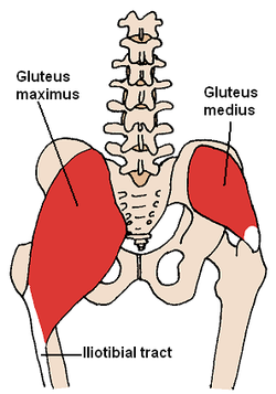250px-Posterior_Hip_Muscles_3.PNG
