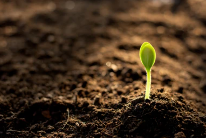 A small green plant growing out of dirt

Description automatically generated